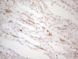 ITGAM Monoclonal Antibody (OTI12C10), TrueMAB , OriGene 100 &mu;L; Unconjugated:Anticuerpos