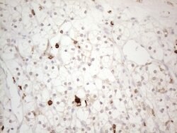 ITGAM Monoclonal Antibody (OTI12C10), TrueMAB , OriGene 100 &mu;L; Unconjugated:Anticuerpos