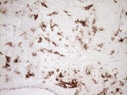 ITGAM Mouse anti-Human, Clone: OTI2D11, lyophilized, TrueMAB 100 &mu;g;