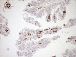 ITGAM Mouse anti-Human, Clone: OTI2D11, lyophilized, TrueMAB 100 &mu;g;