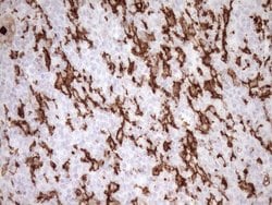 ITGAM Mouse anti-Human, Clone: OTI2D11, TrueMAB , Origene 30 &mu;L; Unconjugated:Antibodies,