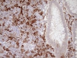 ITGAM Mouse anti-Human, Clone: OTI2D11, lyophilized, TrueMAB 100 &mu;g;