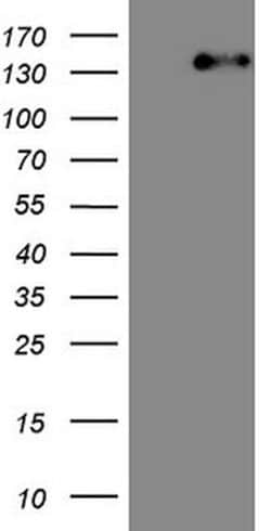 ITGAM Mouse anti-Human, Clone: OTI2D11, lyophilized, TrueMAB 100 &mu;g;