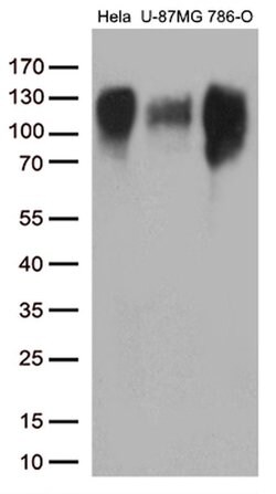 ITGB1 Monoclonal Antibody (OTI2A3), TrueMAB , OriGene 100 &mu;L; Unconjugated:Anticuerpos