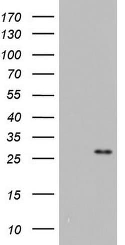 ITGB1BP1 Monoclonal Antibody (OTI7G9), TrueMAB , OriGene 30 &mu;L; Unconjugated:Antibodies,