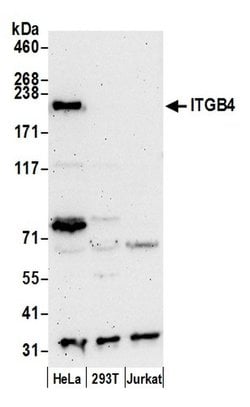 ITGB4/CD104/Integrin beta-4 Rabbit anti-Human, Polyclonal, Bethyl Laboratories