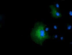 IVD Monoclonal Antibody (OTI5A11), TrueMAB , OriGene 100 &mu;L; Unconjugated:Antibodies,