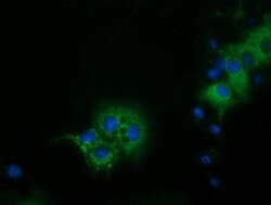 IVD Mouse anti-Canine, Human, Rat, Clone: OTI1B10, lyophilized, TrueMAB