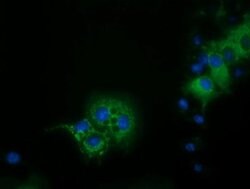 IVD Mouse anti-Canine, Human, Rat, Clone: OTI1B10, liquid, TrueMAB 100