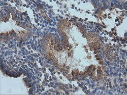 IVD Mouse anti-Canine, Human, Rat, Clone: OTI1B10, lyophilized, TrueMAB