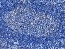 IVD Mouse anti-Canine, Human, Rat, Clone: OTI1B10, lyophilized, TrueMAB