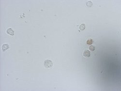 IdU Mouse anti-Chemical, Clone: OTI3F7, lyophilized, TrueMAB 100 &mu;g;
