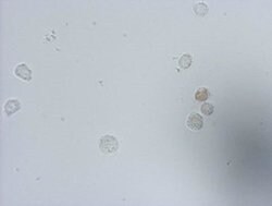 IdU Mouse anti-Chemical, Clone: OTI3F7, liquid, TrueMAB 100 &mu;L; Unconjugated:Antibodies,