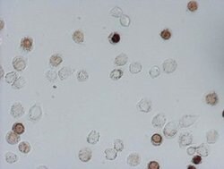 IdU Mouse anti-Chemical, Clone: OTI6E4, liquid, TrueMAB 100 &mu;L; Unconjugated:Antibodies,