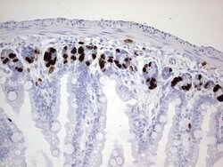 IdU Rat anti-Chemical, Clone: OTI5E2, lyophilized, TrueMAB 100 &mu;g; Unconjugated:Antibodies,