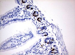 IdU Mouse anti-Chemical, Clone: OTI3F7, lyophilized, TrueMAB 100 &mu;g;