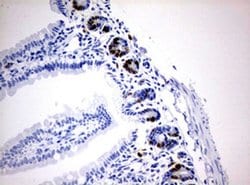 IdU Mouse anti-Chemical, Clone: OTI3F7, liquid, TrueMAB 100 &mu;L; Unconjugated:Antibodies,