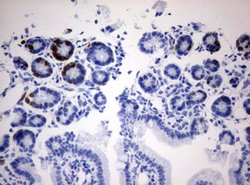 IdU Mouse anti-Chemical, Clone: OTI3F7, lyophilized, TrueMAB 100 &mu;g;