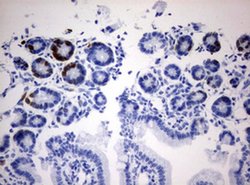 IdU Mouse anti-Chemical, Clone: OTI3F7, liquid, TrueMAB 100 &mu;L; Unconjugated:Antibodies,
