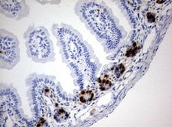 IdU Mouse anti-Chemical, Clone: OTI6E4, liquid, TrueMAB 100 &mu;L; Unconjugated:Antibodies,