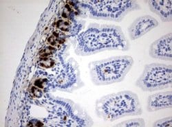 IdU Mouse anti-Chemical, Clone: OTI6E4, liquid, TrueMAB 100 &mu;L; Unconjugated:Antibodies,