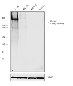 Invitrogen Goat anti-Human IgG1 (Heavy chain) Recombinant Secondary Antibody,