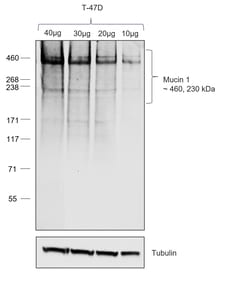 Invitrogen Goat anti-Human IgG1 (Heavy chain) Recombinant Secondary Antibody,
