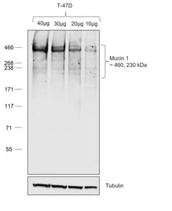 Invitrogen Goat anti-Human IgG1 (Heavy chain) Recombinant Secondary Antibody