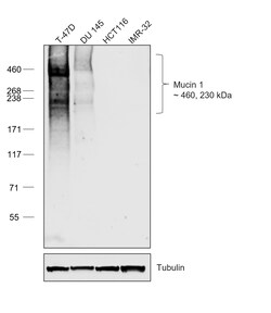 Invitrogen Goat anti-Human IgG1 (Heavy chain) Recombinant Secondary Antibody