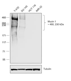 Invitrogen Goat anti-Human IgG Fc Recombinant Secondary Antibody, HRP 250