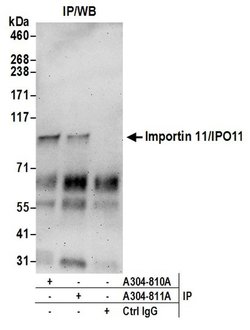 Importin 11/IPO11 Rabbit anti-Human, Polyclonal, Bethyl Laboratories 10