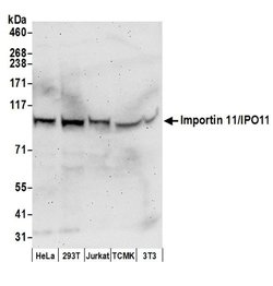 Importin 11/IPO11 Polyclonal Antibody, Bethyl Laboratories:Antibodies:Primary