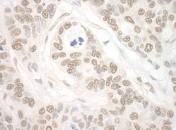 Importin 7 Rabbit anti-Human, Polyclonal, Bethyl Laboratories 100 &mu;L;
