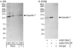 Importin 7 Rabbit anti-Human, Polyclonal, Bethyl Laboratories 100 &mu;L;