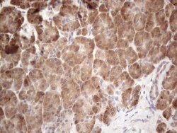 JAG1 Monoclonal Antibody (OTI3A10), TrueMAB , OriGene 100 &mu;L; Unconjugated:Antibodies,