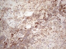 JAG1 Monoclonal Antibody (OTI3A10), TrueMAB , OriGene 100 &mu;L; Unconjugated:Antibodies,
