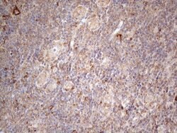 JAG1 Monoclonal Antibody (OTI3A10), TrueMAB , OriGene 100 &mu;L; Unconjugated:Antibodies,