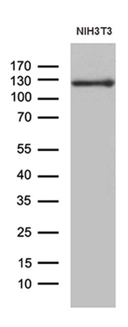 JAK2 Mouse anti-Human, Mouse, Clone: OTI1H9, liquid, TrueMAB 100 &mu;L | Buy Online | OriGene | Fisher Scientific