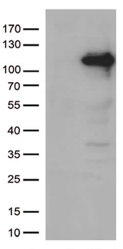 JAK3 Mouse anti-Human, Clone: OTI1B4, lyophilized, TrueMAB 100 &mu;g; Unconjugated:Antibodies,