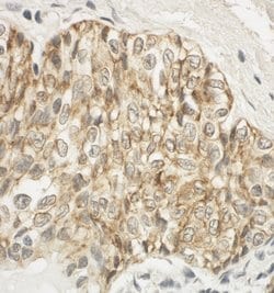 JAM-A Rabbit anti-Human, Polyclonal, Bethyl Laboratories 100 &mu;l; Unlabeled:Antibodies,