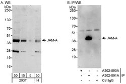 JAM-A Rabbit anti-Human, Polyclonal, Bethyl Laboratories 100 &mu;l; Unlabeled:Antibodies,