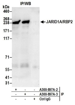 JARID1A/RBP2 Rabbit anti-Human, Mouse, Polyclonal, Bethyl Laboratories