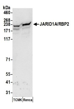 JARID1A/RBP2 Rabbit anti-Human, Mouse, Polyclonal, Bethyl Laboratories