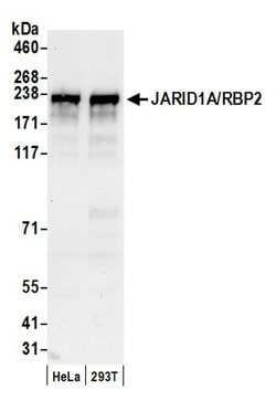 JARID1A/RBP2 Polyclonal Antibody, Bethyl Laboratories 20 &mu;L; Unconjugated:Antibodies,