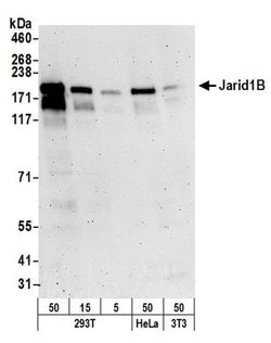 JARID1B Rabbit anti-Human, Mouse, Polyclonal, Bethyl Laboratories 100 &mu;l;