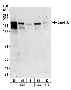JARID1B Polyclonal Antibody, Bethyl Laboratories 20 &mu;L; Unconjugated:Antibodies,