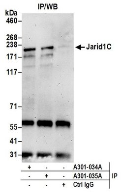 JARID1C Rabbit anti-Human, Polyclonal, Bethyl Laboratories 100 &mu;l; Unlabeled:Antibodies,