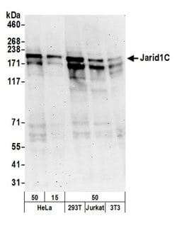 JARID1C Polyclonal Antibody, Bethyl Laboratories 20 &mu;l; Unlabeled:Antibodies,