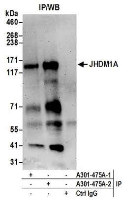 JHDM1A Rabbit anti-Human, Polyclonal, Bethyl Laboratories 100 &mu;L; Unconjugated:Antibodies,