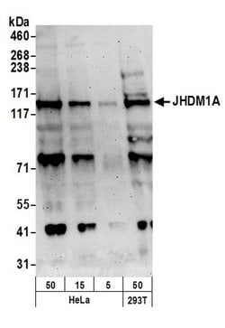 JHDM1A Rabbit anti-Human, Polyclonal, Bethyl Laboratories 100 &mu;L; Unconjugated:Antibodies,